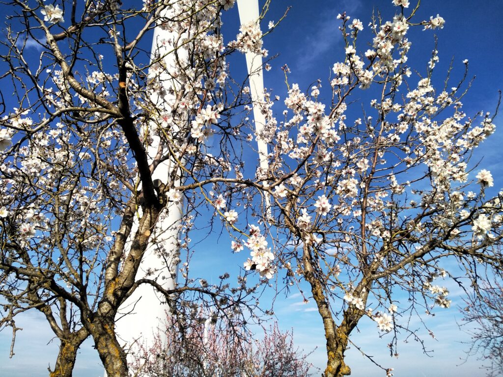 Almendro en flor - Almendras de Las Pedrosas