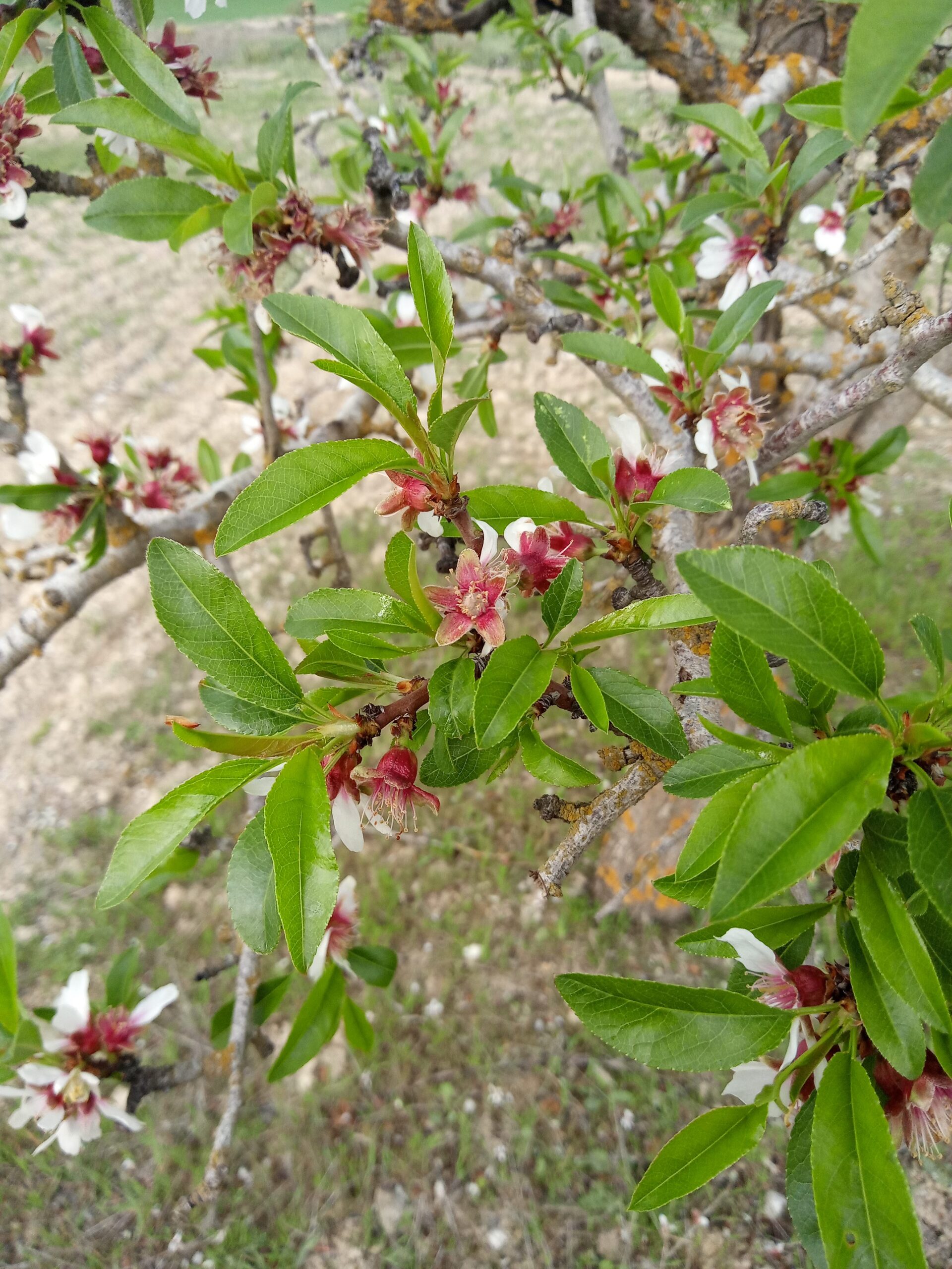 Almendros en flor