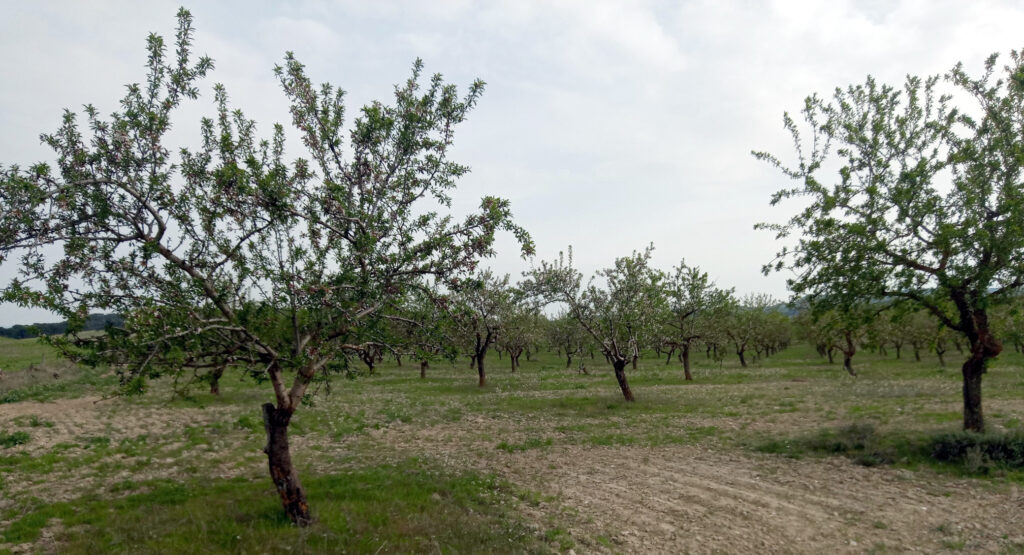 Almendros - Las Pedrosas