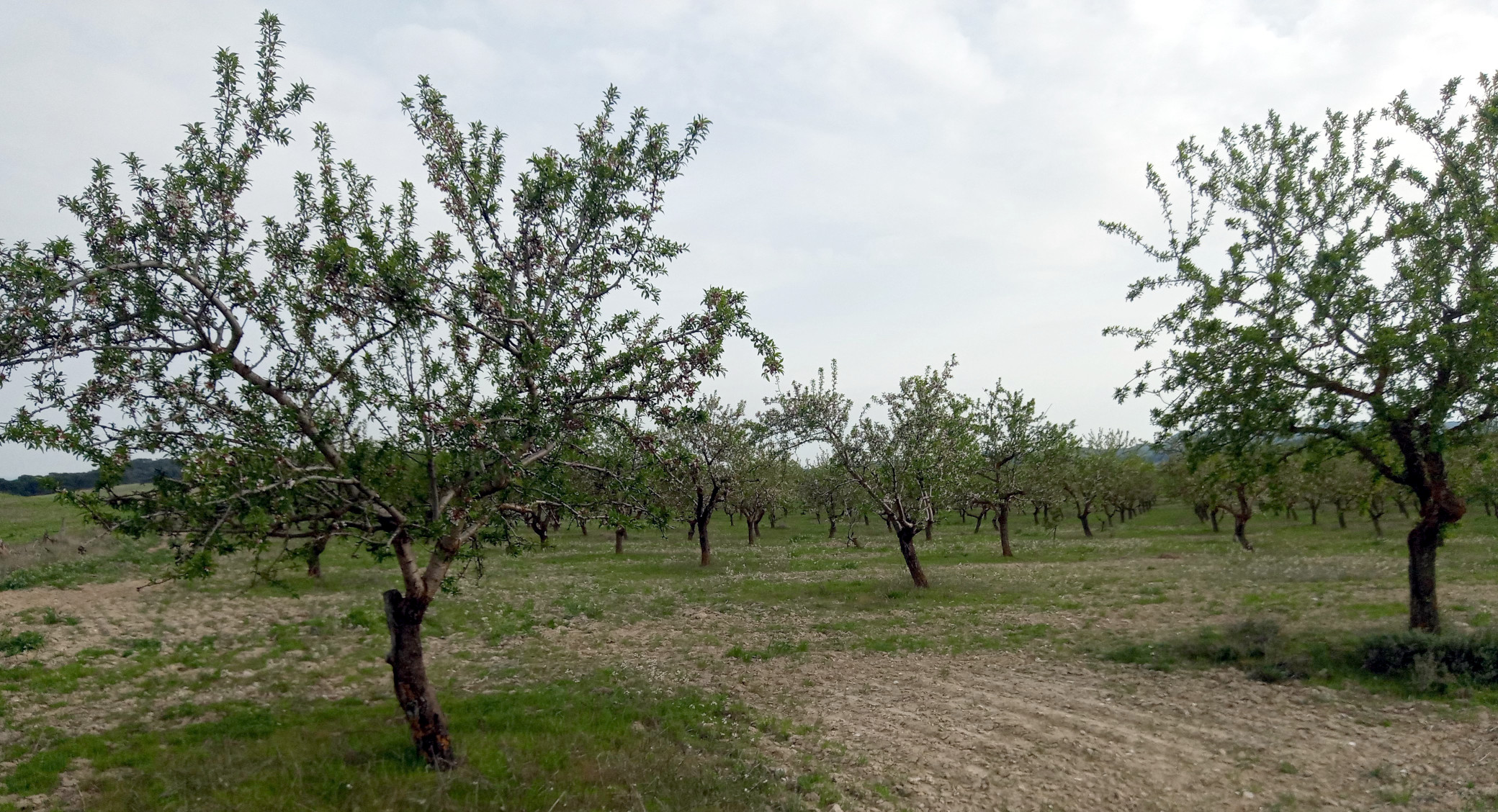 Almendros - Las Pedrosas