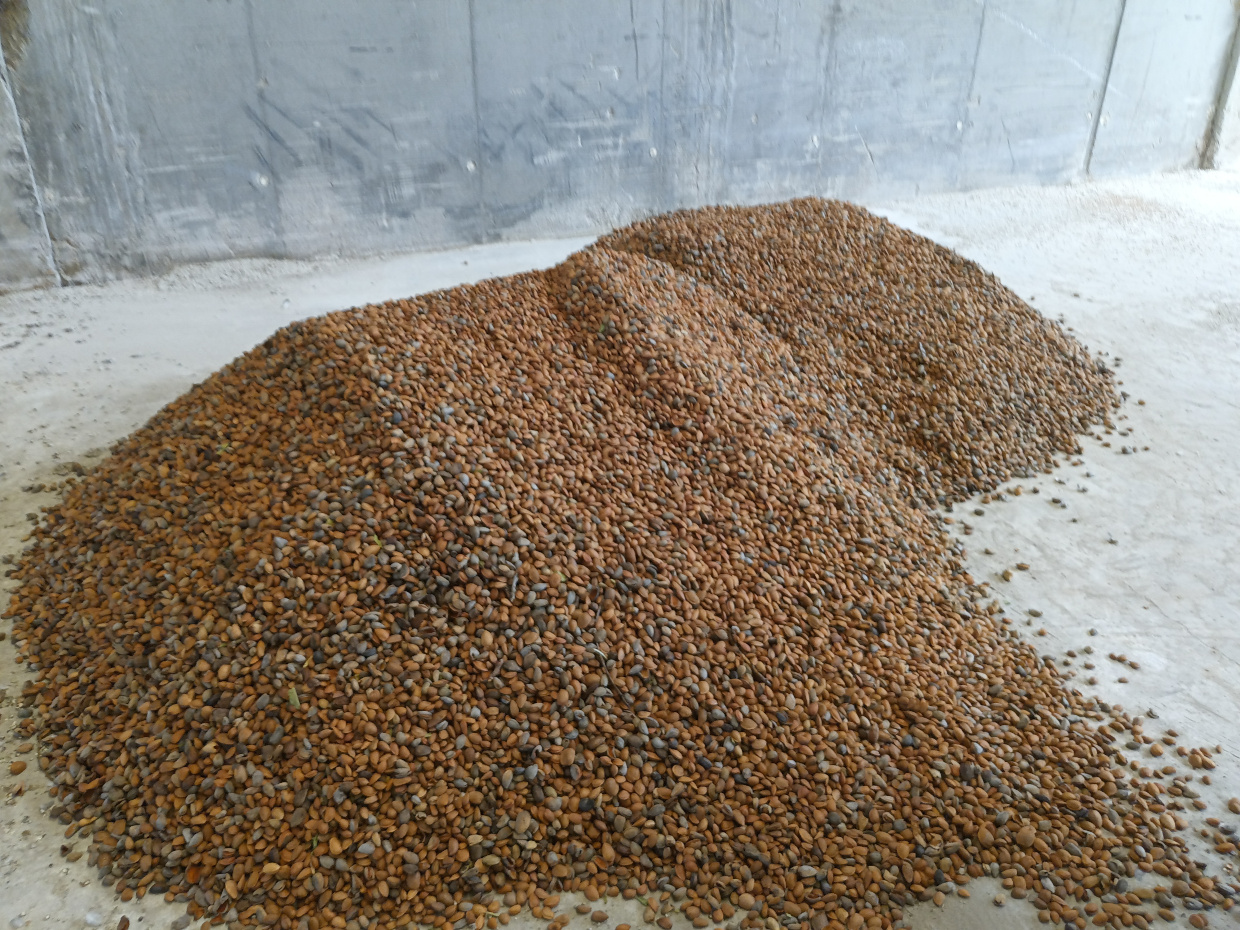 Almendras de Las Pedrosas