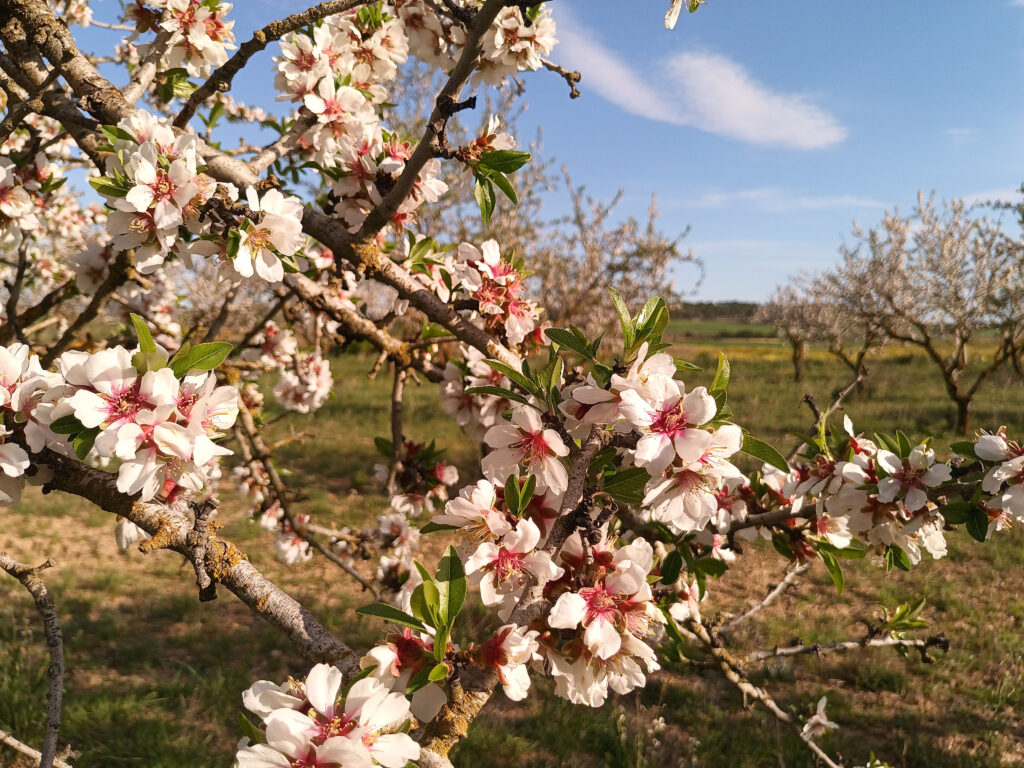 Almendros en Las Pedrosas