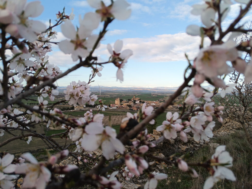 Almendros en Las Pedrosas
