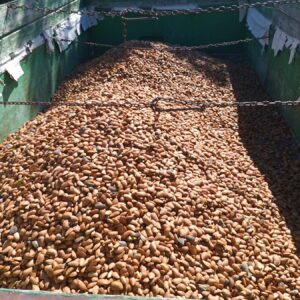 Remolque lleno de almendra en cáscara en la cosecha